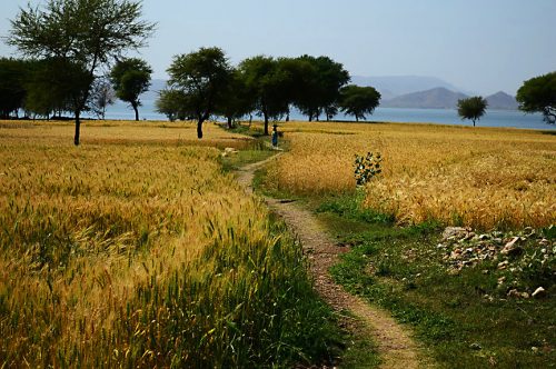 With international certification, Gati’s lush wheat fields turn a new shade of gold.